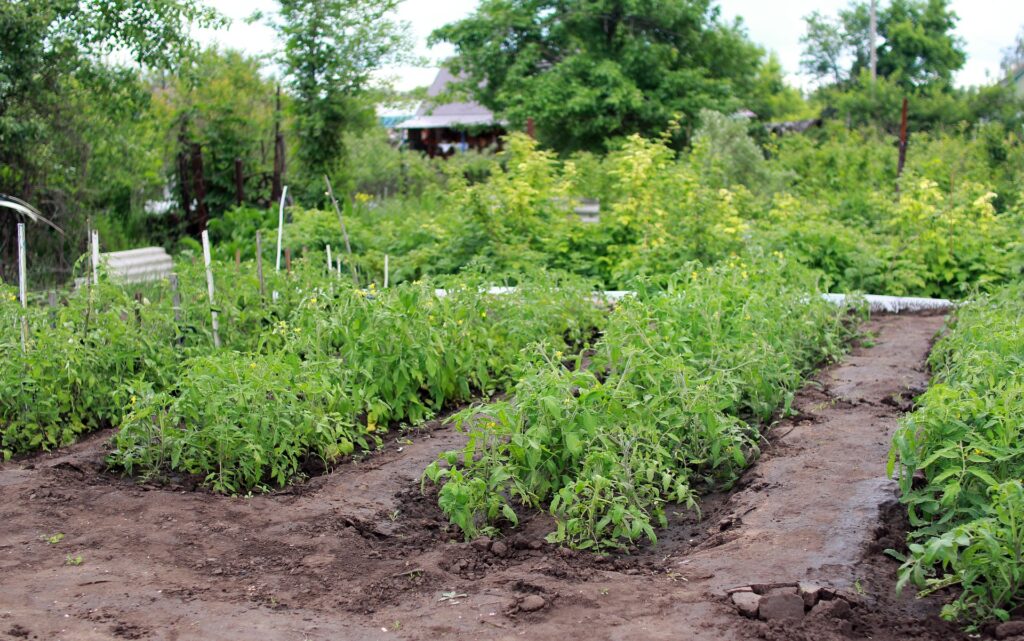 August Garden Tips: Making the Most of the Summer Heat