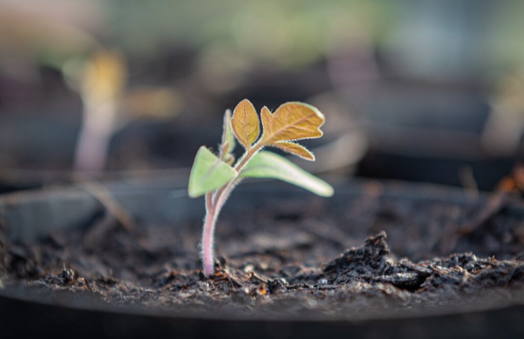 Essential Plant Requirements for a Thriving Heirloom Vegetable Garden