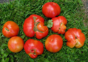 Tomato, Red - Organic Beefsteak - St. Clare Heirloom Seeds