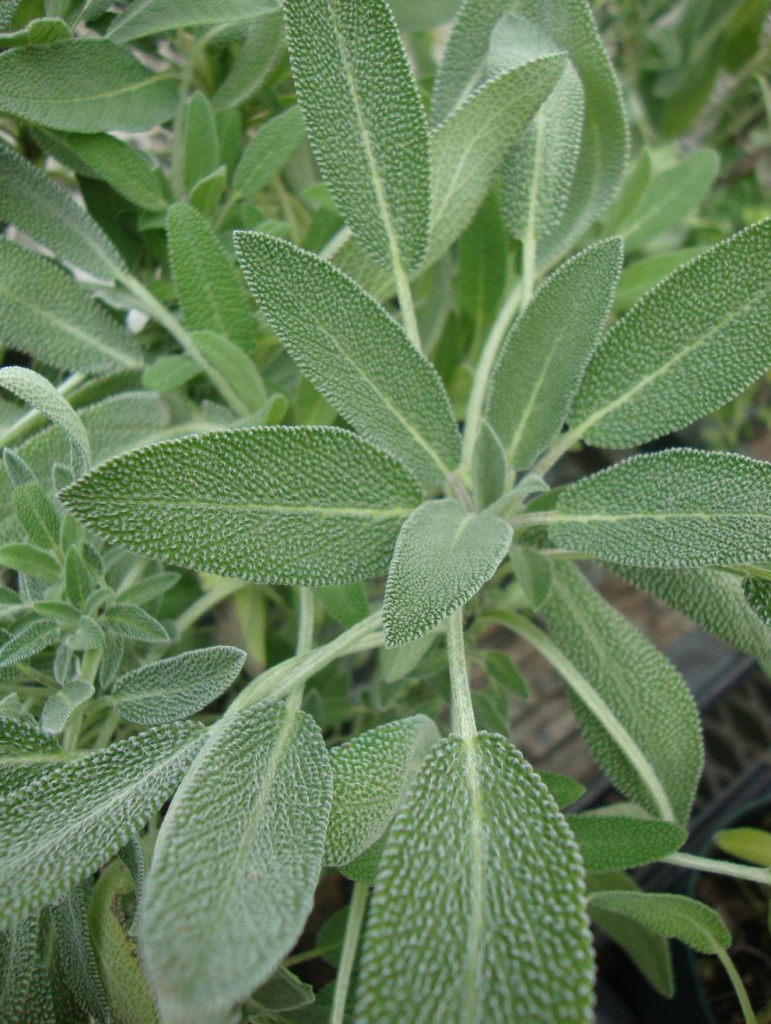 Herb - Sage Broadleaf - St. Clare Heirloom Seeds - Heirloom and Open