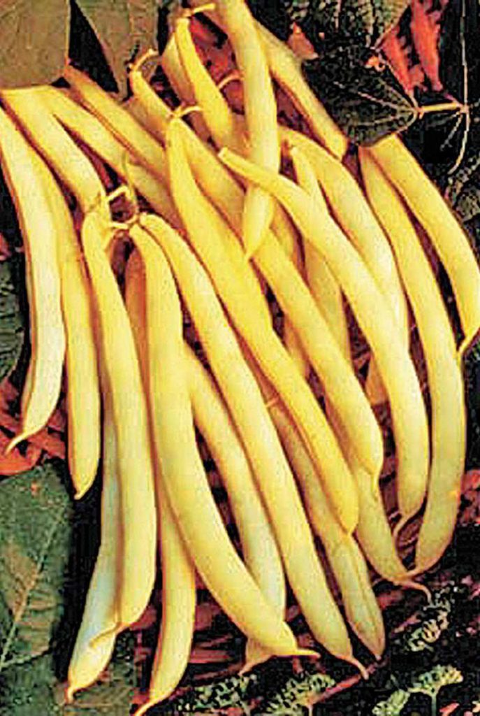 Wax Bean - Cherokee Wax - St. Clare Heirloom Seeds