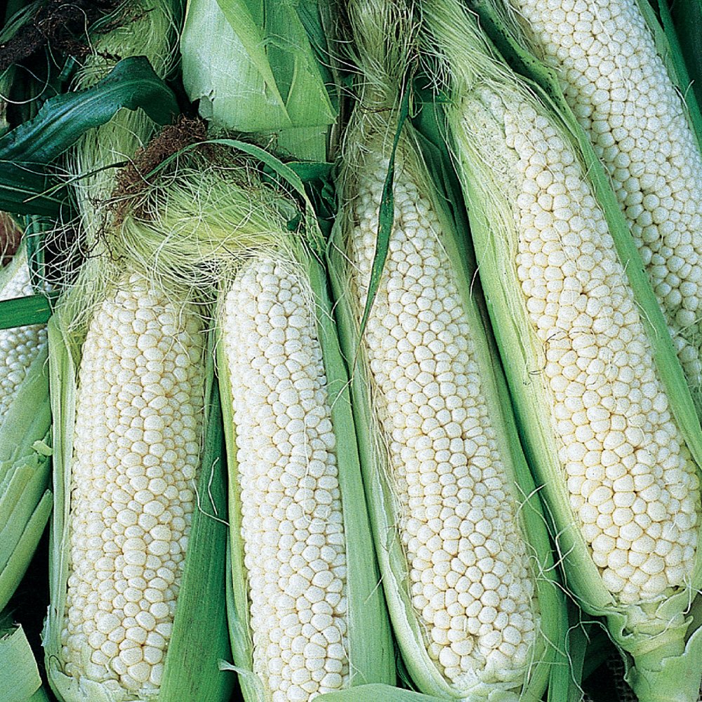 gmo corn
