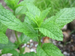 Herbs, Perennial - Spearmint Plant 1 - Photo Credit Robert Duval