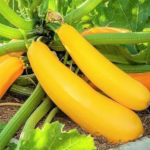 Summer Squash - Golden Zucchini