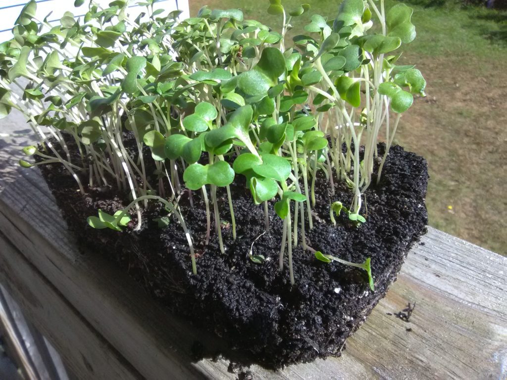 Collard Champion Microgreen Seeds - Growing Fabulous Microgreens - St. Clare Heirloom Seeds