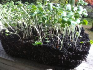 Collard Champion Microgreen Seeds - St. Clare Heirloom Seeds