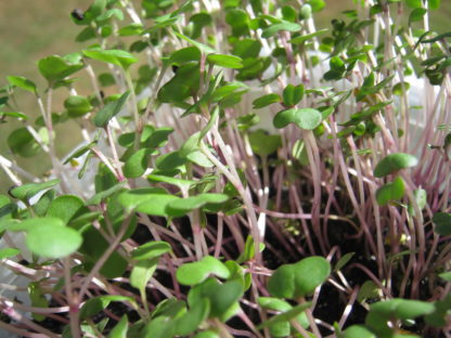 Kale, Red Russian Microgreen Seeds - St. Clare Heirloom Seeds