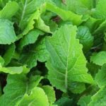 Mustard Greens - Florida Broadleaf - St. Clare Heirloom Seeds