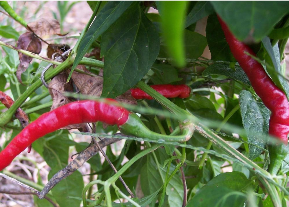 Hot Pepper - Cayenne, Long Thin