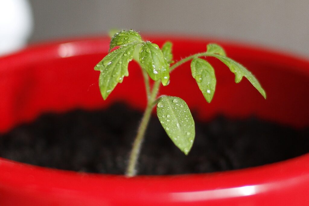 Some Heirloom Plants do well in containers / grow bags.