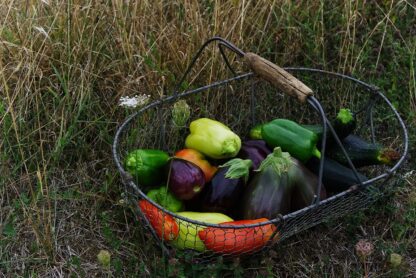 Vegetable Garden in September