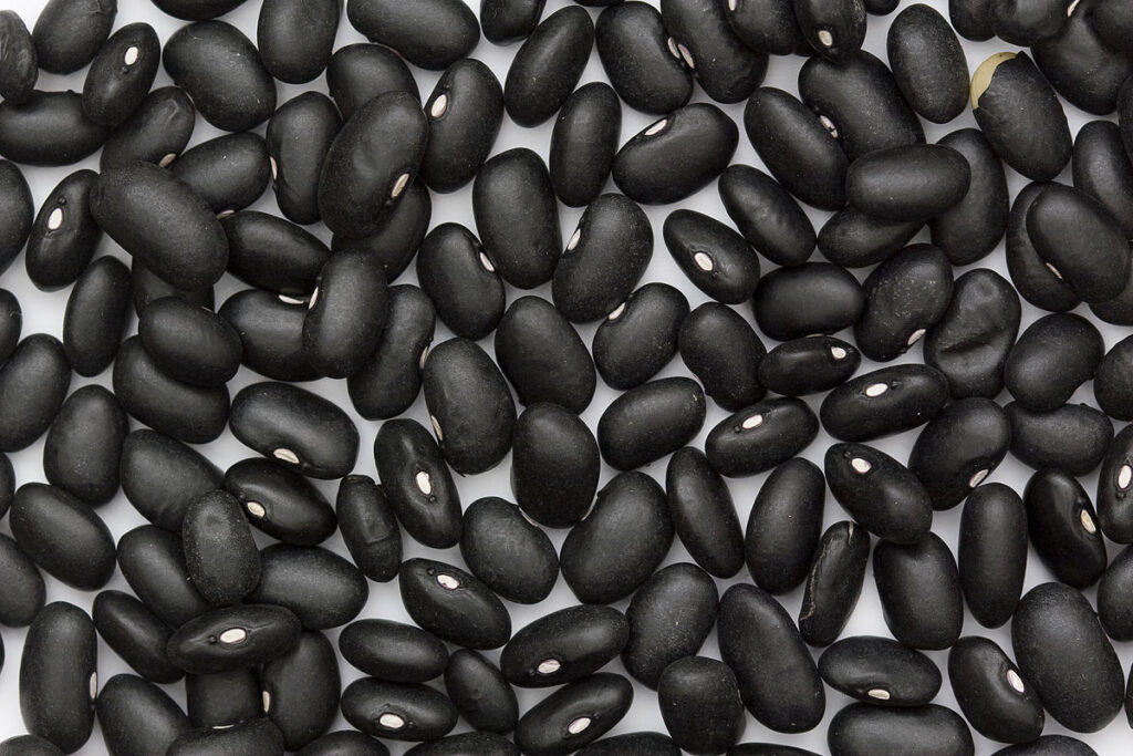 Heirloom Bean Planting Guide: From Seed to Harvest