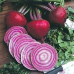 Beet Chioggia