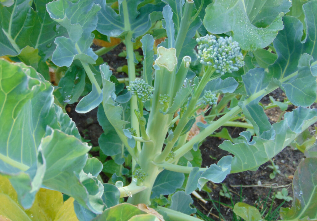 Heirloom Broccoli Planting Guide