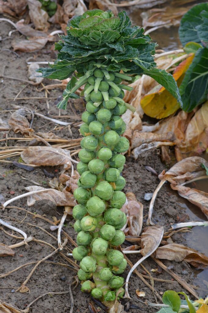 Heirloom Brussels Sprouts Planting Guide: From Seed to Harvest