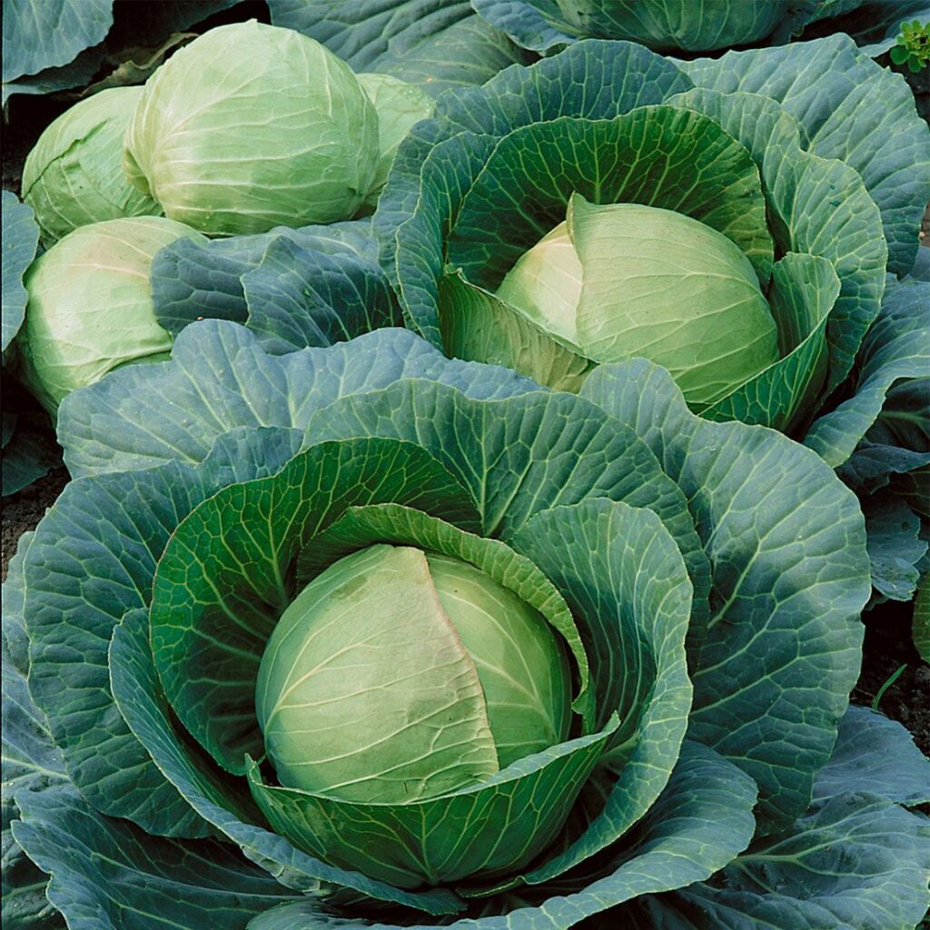 Heirloom Cabbage Planting Guide: From Seed to Harvest