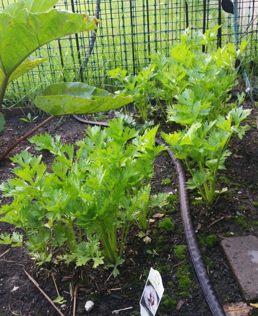 Heirloom Celery Planting Guide: From Seed to Harvest