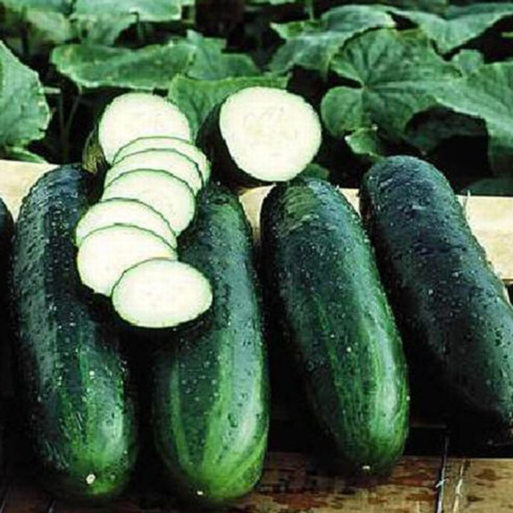 Heirloom Cucumber Planting Guide: From Seed to Harvest