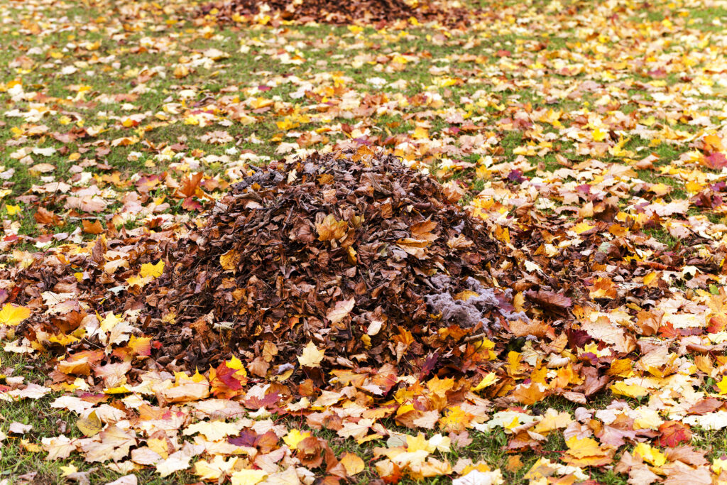 Composting in Fall: How to Make the Most of Fallen Leaves and Garden Waste