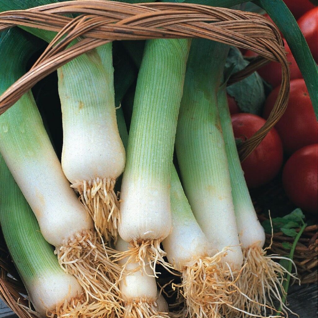 Heirloom Leek Planting Guide: From Seed to Harvest