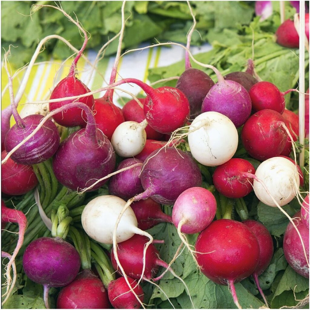 Heirloom Radish Planting Guide: From Seed to Harvest