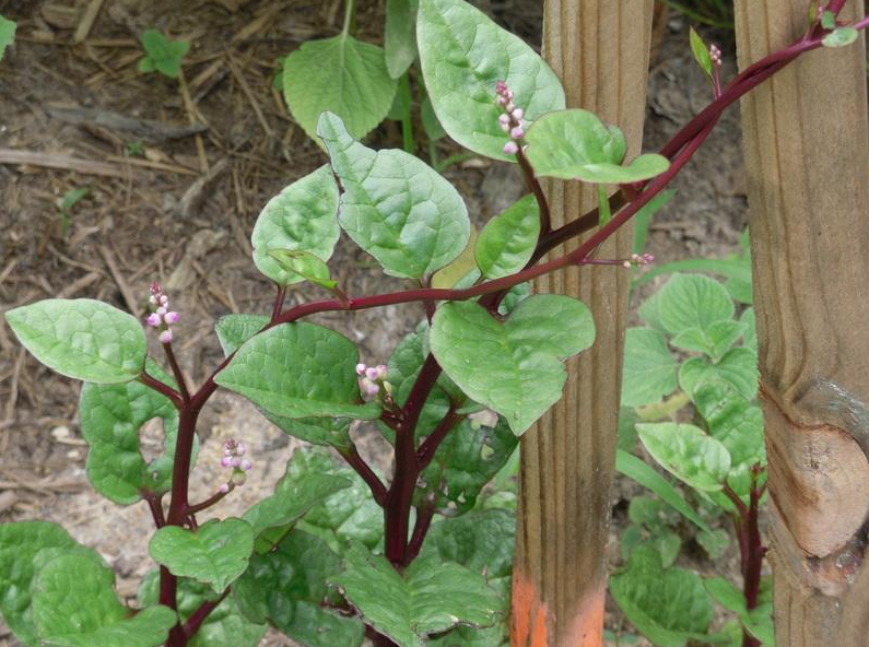 Malabar Spinach survives well in extreme heat conditions.