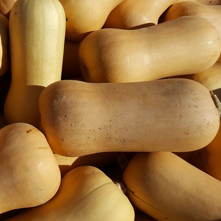 A great variety of winter squash to use as a summer squash in extreme heat conditions is Waltham Butternut.