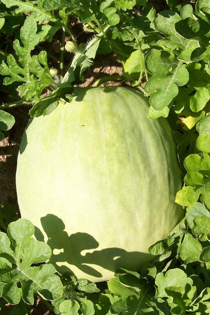 Heirloom Watermelon Planting Guide: From Seed to Harvest