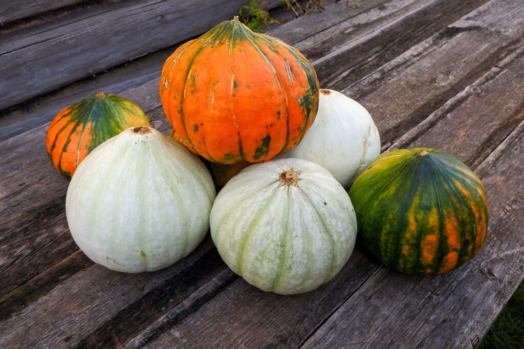 Storing fall vegetables like winter squash and pumpkins. - St. Clare Heirloom Seeds