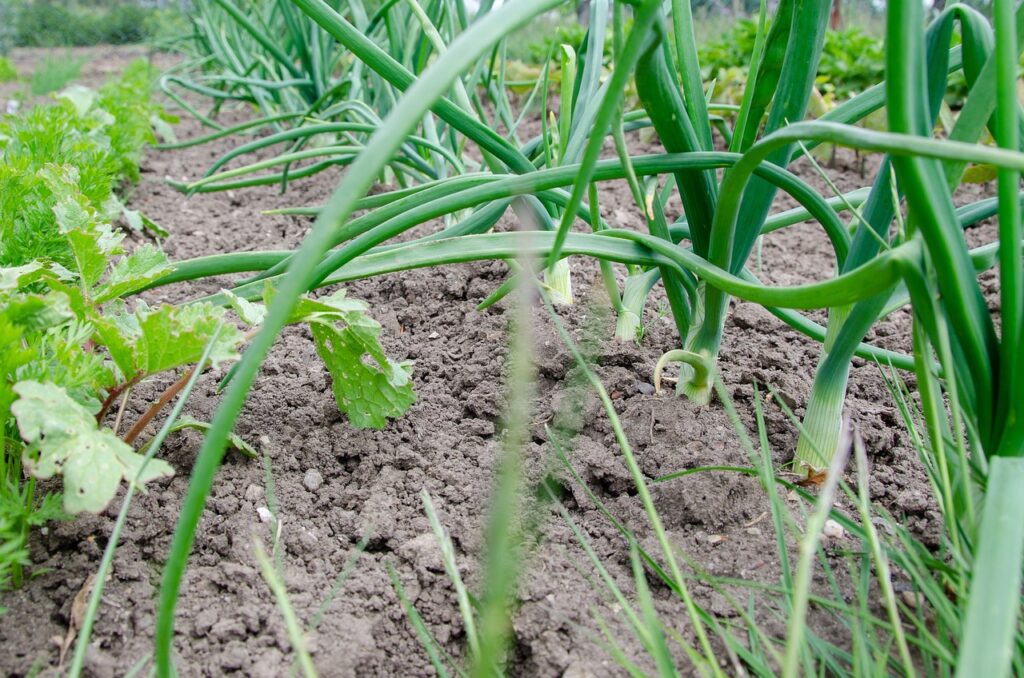 How Much and How Often to Water Your Garden