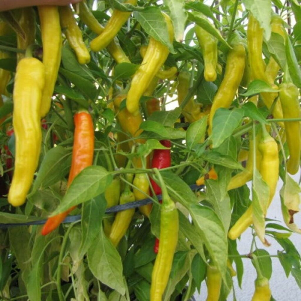 Heirloom Hot Pepper Planting Guide: From Seed to Harvest