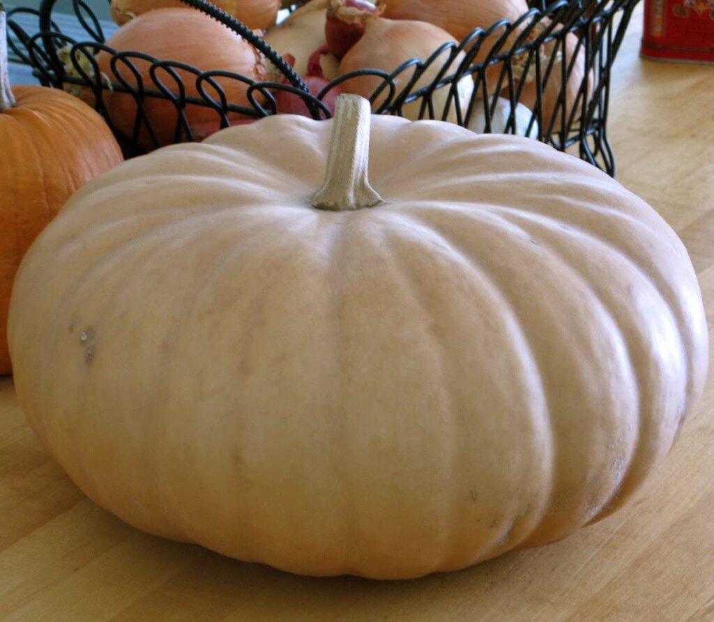 Heirloom Pumpkin Planting Guide: From Seed to Harvest