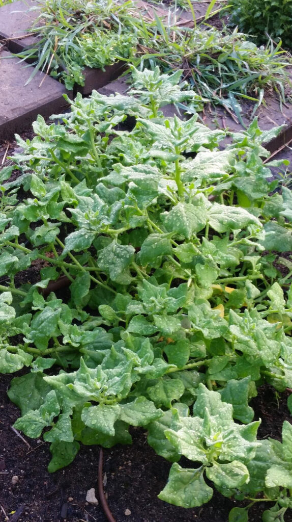 Heirloom New Zealand Spinach Planting Guide: From Seed to Harvest