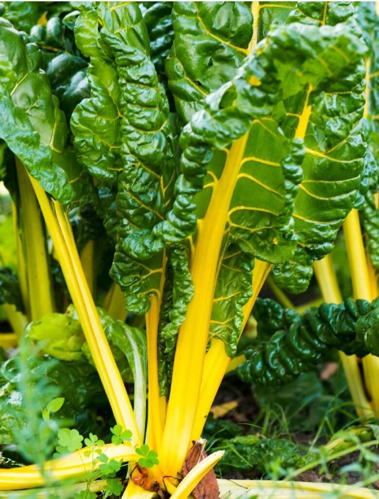 Heirloom Swiss Chard Planting Guide: From Seed to Harvest